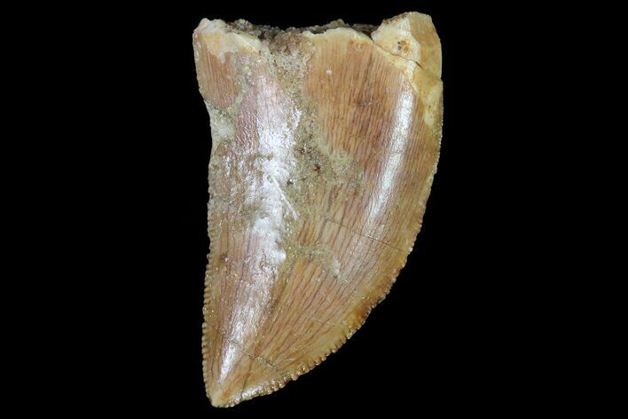 Serrated, Juvenile Carcharodontosaurus Tooth #80693